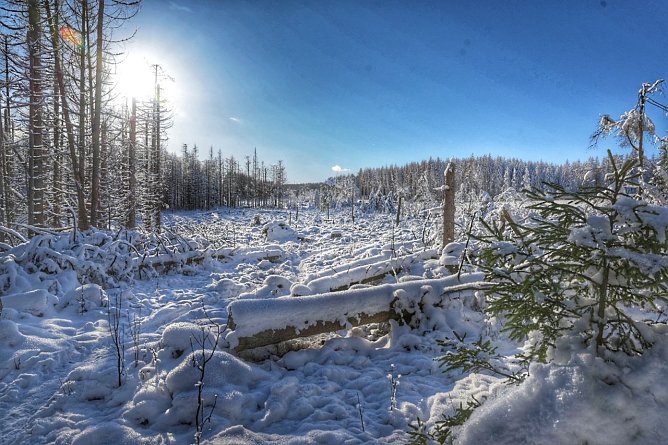 Winterspaziergang im Harz (Foto: Michael Wille)