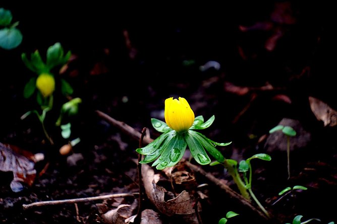 Diesen schönen Schnappschuss hat Peter Blei am Wochenende in Nordhausen gemacht (Foto: Peter Blei) Diesen schönen Schnappschuss hat Peter Blei am Wochenende in Nordhausen gemacht (Foto: Peter Blei)