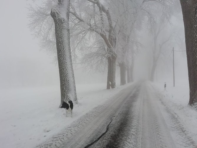 Weiß und grau zeigt sich der Harz bei Sophienhof (Foto: W. Jörgens) Weiß und grau zeigt sich der Harz bei Sophienhof (Foto: W. Jörgens)