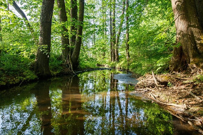 Naturnaher Bachlauf (Foto: Marco Rang)