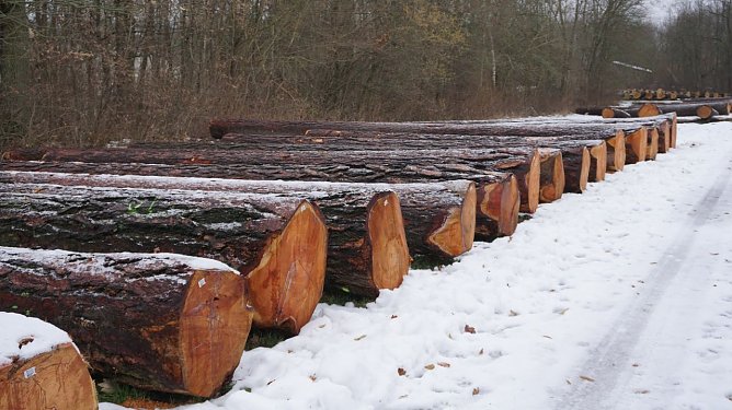 Douglasien-Wertholz auf der Th&uuml;ringenForst-Submission 2023 in Erfurt-Egstedt (Foto: Th&uuml;ringenForst)