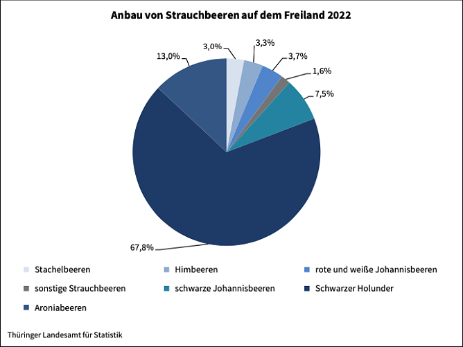 Anbau von Strauchbeeren auf dem Freiland (Foto: Landesamt f&uuml;r Statistik)