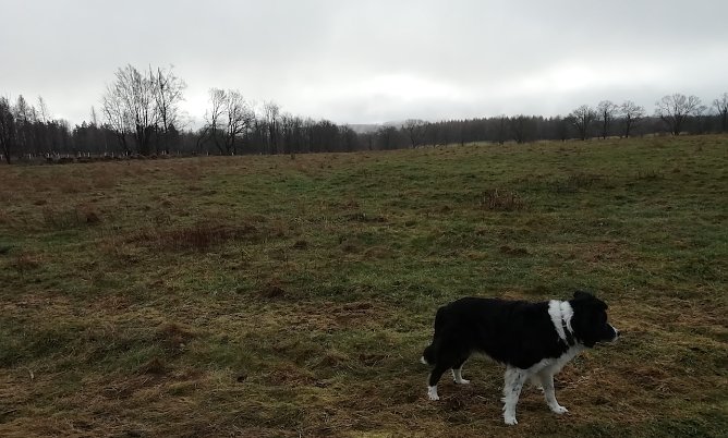 3 Grad, Wind und Nieselregen meldete heute Morgen Sophienhof im Harz (Foto: W.Jörgens) 3 Grad, Wind und Nieselregen meldete heute Morgen Sophienhof im Harz (Foto: W.Jörgens)