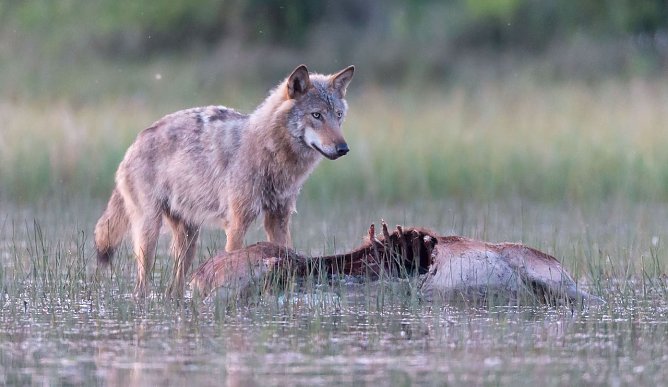 Wolf mit erbeutetem Opfer (Foto: J&uuml;rgen Borris)