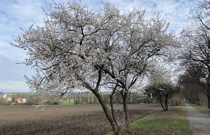 Das milde Wetter treibt sie Blüten aus den Bäumen (Foto: oas) Das milde Wetter treibt sie Blüten aus den Bäumen (Foto: oas)