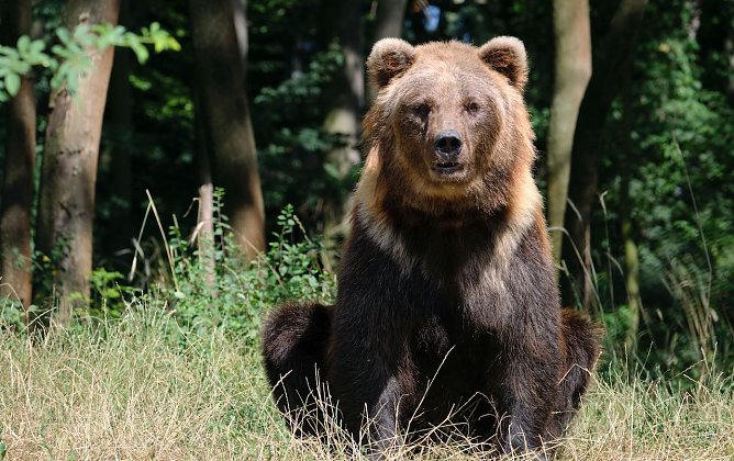 Auch B&auml;rin Dort wartet schon auf die flei&szlig;igen Helfer zum Fr&uuml;hjahrsputz (Foto: Alternativer B&auml;renpark Worbis)