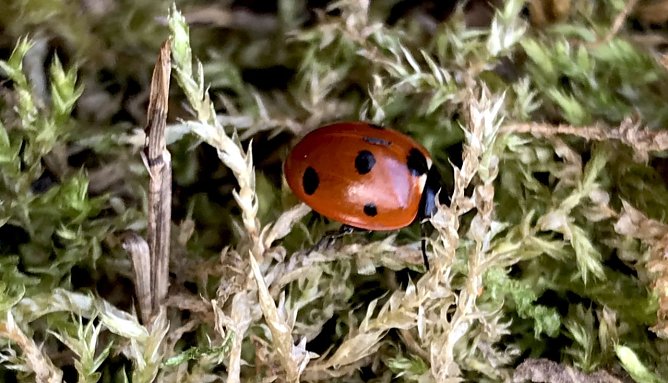 Gepunkteter Frühlingsbote (Foto: Eva Maria Wiegand) Gepunkteter Frühlingsbote (Foto: Eva Maria Wiegand)