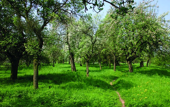 Eine Wanderung &uuml;ber die Streuobstwiese lohnt sich auch im Fr&uuml;hling (Foto: Biosph&auml;renreservat Karstlandschaft S&uuml;dharz)