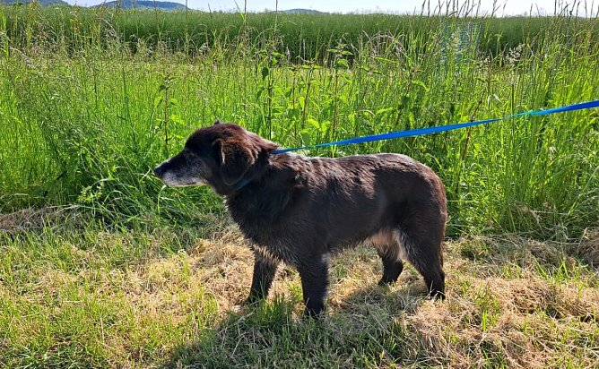 Wo ist das Herrchen/Frauchen des kleinen Ausrei&szlig;ers? (Foto: S.Dietzel)