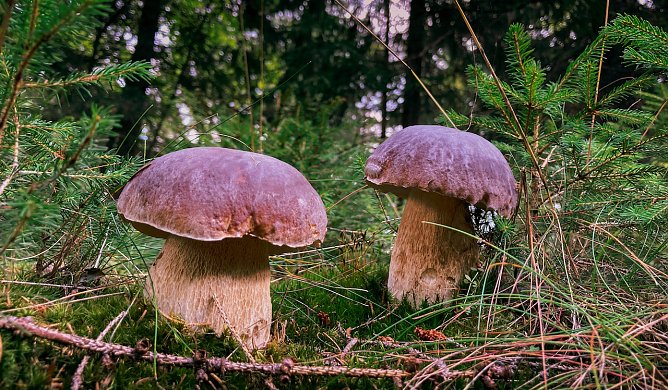 Th&uuml;ringens Gr&uuml;nr&ouml;cke hoffen auf eine gute diesj&auml;hrige Pilzsaison. Mitte Juni startet die Steinpilzernte in den heimischen W&auml;ldern (Foto: Tina Schwandt)