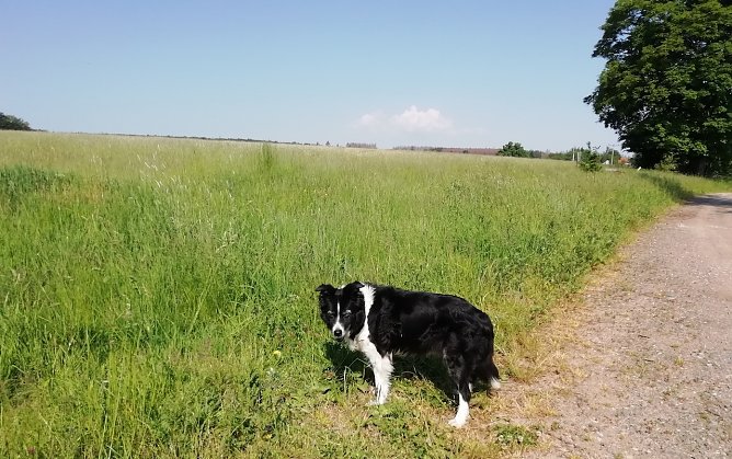 20 Grad, viel Sonne und leichter Wind begr&uuml;&szlig;te heute Morgen unseren Harzer Wetterhund  (Foto: W.J&ouml;rgens)
