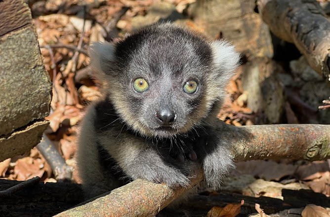 Wer hat dieses Varibaby gesehen? (Foto: Silvio Dietzel) Wer hat dieses Varibaby gesehen? (Foto: Silvio Dietzel)