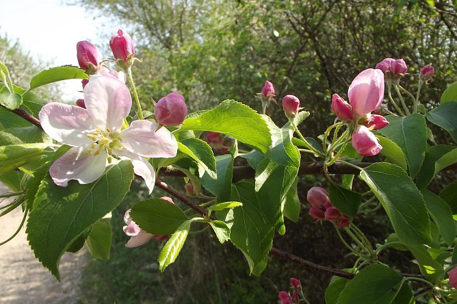 Apfelblüte im Roßmannsbachtal (Foto: Silke Staubitz) Apfelblüte im Roßmannsbachtal (Foto: Silke Staubitz)