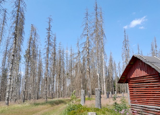 Vom Buchdrucker zerst&ouml;rte Fichtenfl&auml;che im Th&uuml;ringer Forstamt Sch&ouml;nbrunn (Foto: Th&uuml;ringenForst)