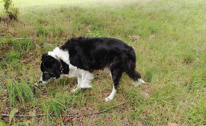 Die Suche unseres Wetterhundes nach dem Sommer war bisher erfolglos (Foto: W.J&ouml;rgens)