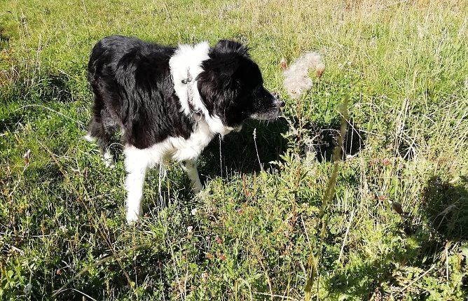 Jetzt hat er den Sommer wiedergefunden: nnz-Wetterhund aus Sophienhof (Foto: W.Jörgens) Jetzt hat er den Sommer wiedergefunden: nnz-Wetterhund aus Sophienhof (Foto: W.Jörgens)