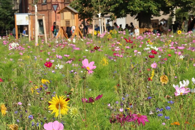 Sommerbl&uuml;te in Hesserode (Foto: agl)