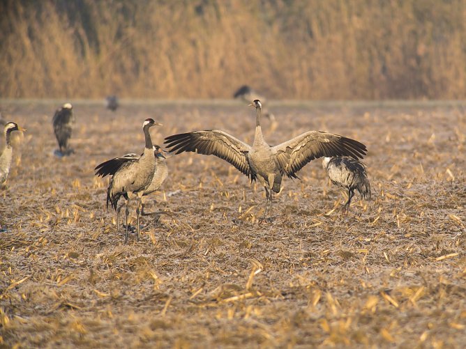 Saisong&auml;ste am Stausee Kelbra - die Kraniche sind wieder da (Foto: Biosph&auml;renreservat Karstlandschaft S&uuml;dharz/Schonert)