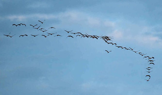 Die Kraniche sind zur&uuml;ck (Foto: P.Blei)