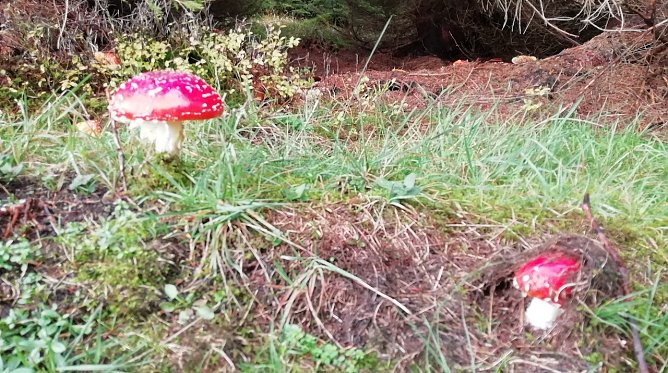 Der Herbstwald lockt wieder zum Pilzesuchen - aber nicht alle sollten mitgenommen werden! (Foto: W.J&ouml;rgens)