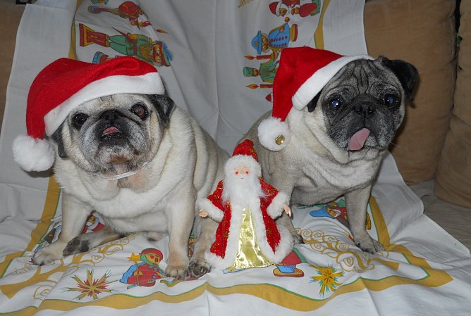 Ein cooles Team: Gismo und Stitch (Foto: Jens Polte aus Nordhausen) Ein cooles Team: Gismo und Stitch (Foto: Jens Polte aus Nordhausen)