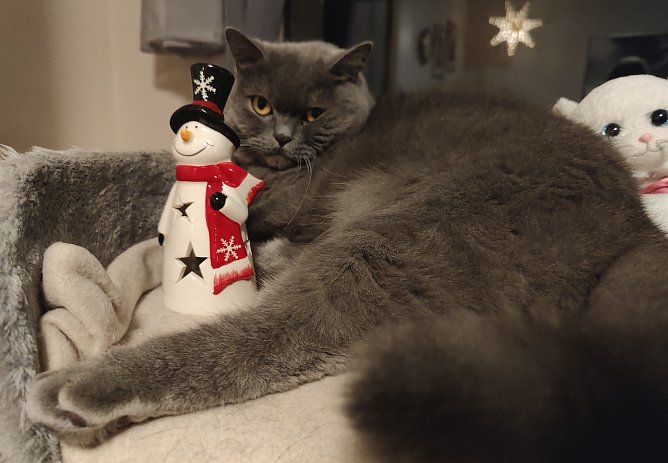 Momentaufnahme: "Weihnachtsmuffel" ( British-Kurzhaar Kater Moritz)  (Foto: Familien Kramer/ M&uuml;ller aus Nordhausen)