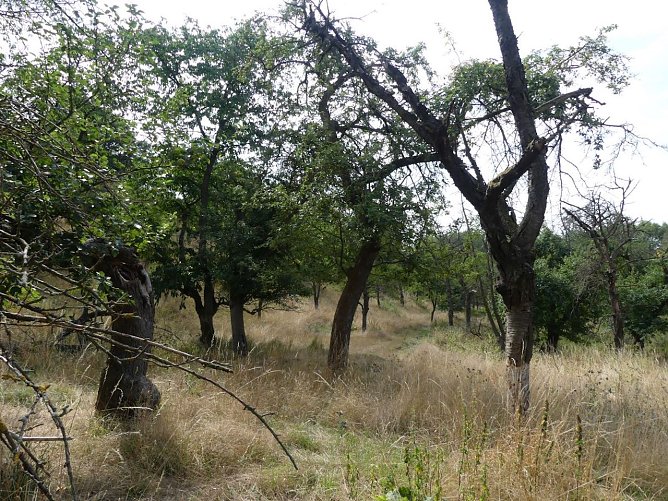 Alter Obstbaumbestand am Weinberg Bendeleben vor Ma&szlig;nahmebeginn (Foto: &copy; LPV S&uuml;dharz(Kyffh&auml;user)