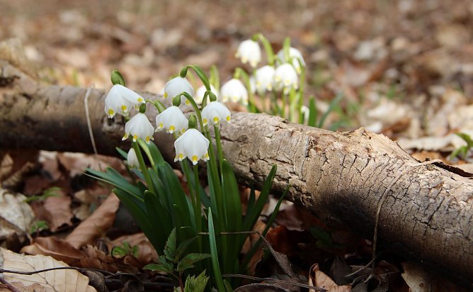 Durch wintertrockenes Laub und d&uuml;rre &Auml;ste streckt sich der M&auml;rzenbecher in vielen Laubw&auml;ldern Th&uuml;ringens Richtung Fr&uuml;hjahrssonne (Foto: Th&uuml;ringenForst A&ouml;R)