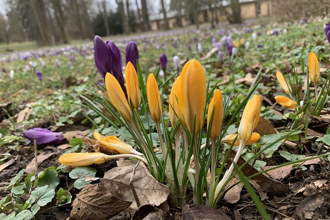 Fr&uuml;hlingsboten (Foto: Eva Maria Wiegand)