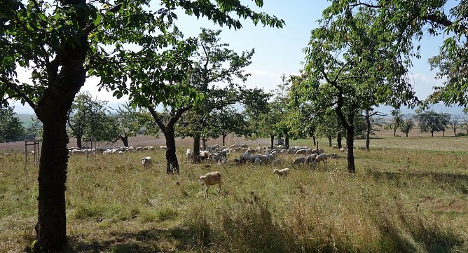 Beweidung einer Streuobstwiese (Foto: S.Staubitz) Beweidung einer Streuobstwiese (Foto: S.Staubitz)