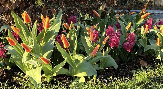 Tulpen im Kurpark Bad Langensalza (Foto: oas)