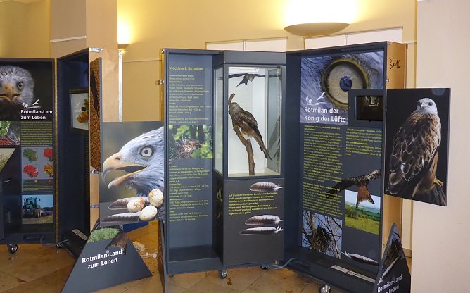 Wanderaustellung Rotmilan - Land zum Leben im Heringer Schloss (Foto: LPV Südharz/ Kyffhäuser) Wanderaustellung Rotmilan - Land zum Leben im Heringer Schloss (Foto: LPV Südharz/ Kyffhäuser)