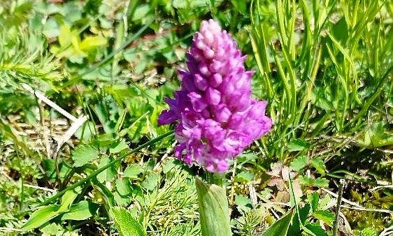 Schönheit der Natur (Foto: Steffen Liesegang) Schönheit der Natur (Foto: Steffen Liesegang)