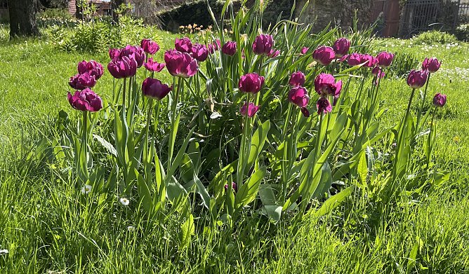 Sommerliche Temperaturen zum Feiertag (Foto: oas) Sommerliche Temperaturen zum Feiertag (Foto: oas)