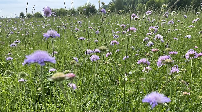 Esc bleibt nass, wird aber wieder wärmer (Foto: oas) Esc bleibt nass, wird aber wieder wärmer (Foto: oas)