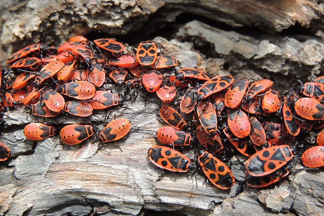 Feuerwanzen mögen es gesellig (Foto: Ronald Bellstedt) Feuerwanzen mögen es gesellig (Foto: Ronald Bellstedt)
