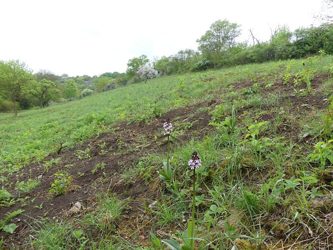 Orchideen am "Roten Hang" bei Bad Frankenhausen (Foto: Landschaftspflegeverband Südharz/Kyffhäuser) Orchideen am "Roten Hang" bei Bad Frankenhausen (Foto: Landschaftspflegeverband Südharz/Kyffhäuser)