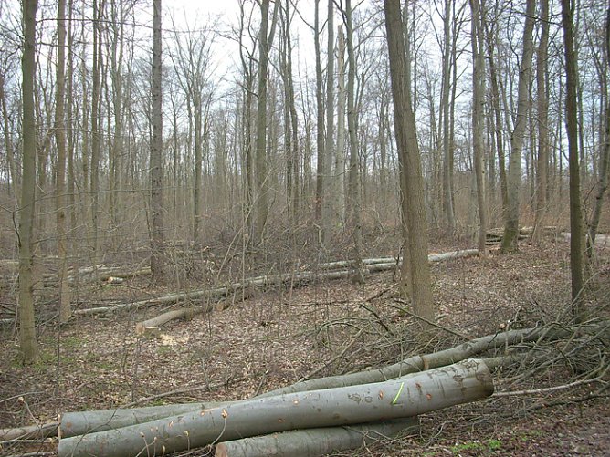 Kastanienallee auf dem Possen (Foto: Karl-Heinz Herrmann)