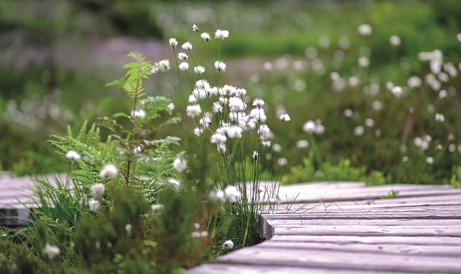 Blühendes Moor (Foto: Tina Schwandt) Blühendes Moor (Foto: Tina Schwandt)