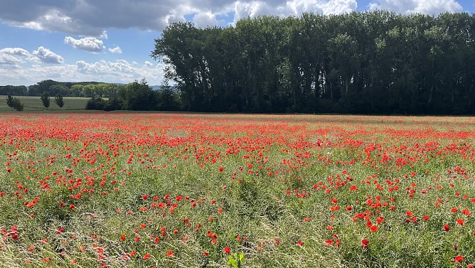 Der regen l&auml;&szlig;t nach, es wird wieder w&auml;rmer (Foto: oas)