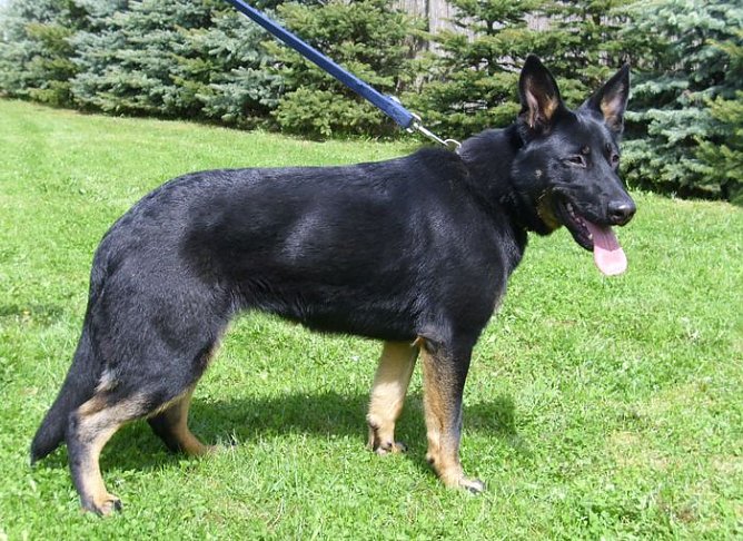 Cassy (Foto: C. Knust)