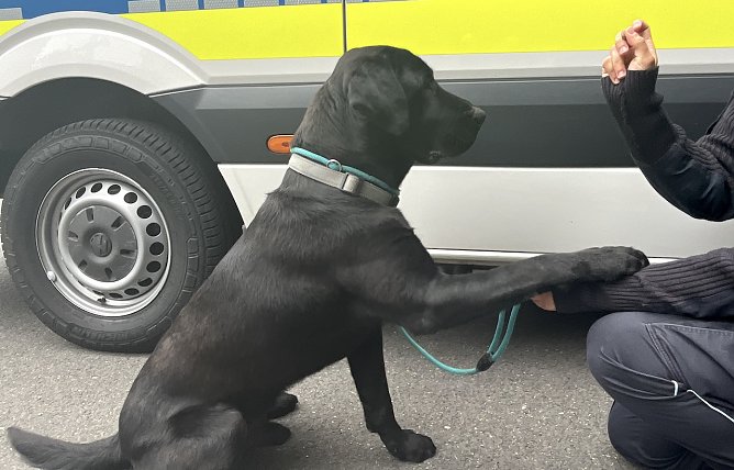 Gerettet: Junger Labradeorrüde lief auf der Autobahn umher (Foto: Autobahnpolizei) Gerettet: Junger Labradeorrüde lief auf der Autobahn umher (Foto: Autobahnpolizei)