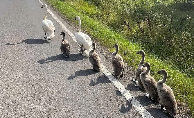 Familie Schwan macht einen Ausflug (bzw. Spaziergang) (Foto: Feuerwehr Oldisleben/Sachsenburg) Familie Schwan macht einen Ausflug (bzw. Spaziergang) (Foto: Feuerwehr Oldisleben/Sachsenburg)