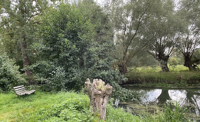 An der Unstrut bei N&auml;gelstedt (Foto: oas)