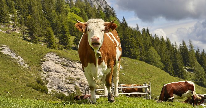 Idyllische Bergwelt im Berchtesgadener Land (1) (Foto: Jörg Neumann) Idyllische Bergwelt im Berchtesgadener Land (1) (Foto: Jörg Neumann)