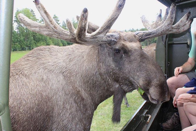 Elchf&uuml;tterung in Schweden (Foto: Eva Maria Wiegand)