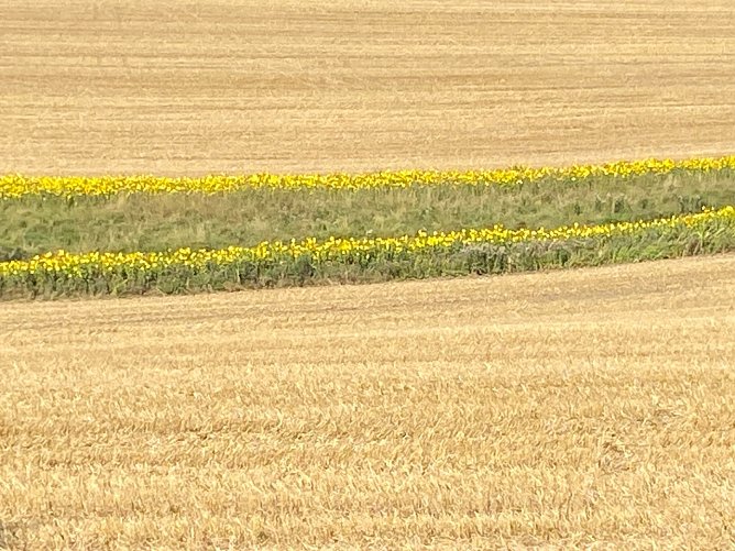 Getreidefeld bei Dietenborn (Foto: Wolfgang Lehmann)