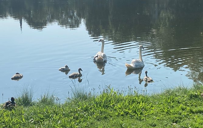 Auf dem Gro&szlig;en Parkteich im Sondersh&auml;user Schlosspark (Foto: Wolfgang Lehmann)