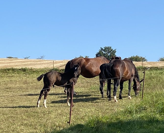 Silker&ouml;der H&uuml;gelland (Foto: Wolfgang Lehmann)