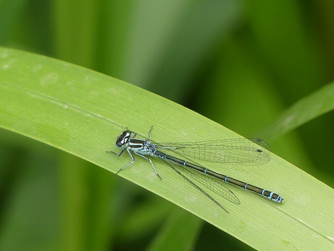 Eine Helm Azurjungfer am Ufergrün (Foto: Landschaftspflegeverband Südharz/Kyffhäuser) Eine Helm Azurjungfer am Ufergrün (Foto: Landschaftspflegeverband Südharz/Kyffhäuser)